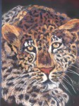 Trudi Nell - Leopard